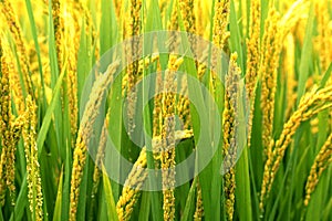 Rice field