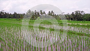 Rice field