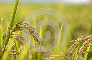 Rice field