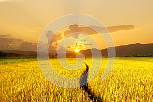 Rice field