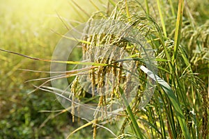 rice field