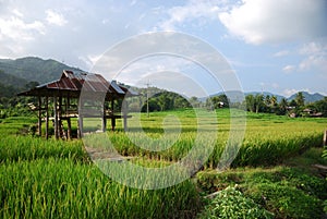 Rice field