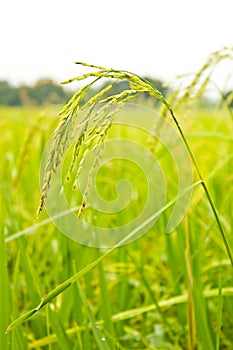 Rice Field