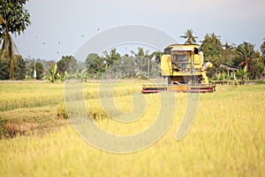 Rice Field