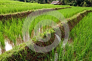 Rice field