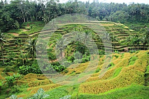 Rice field