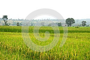 Rice field