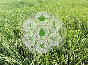 Smart farming argriculture concept , icons on rice field