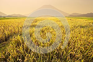 Rice field