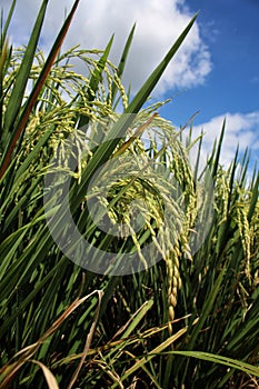 Rice field