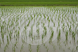 Rice Field