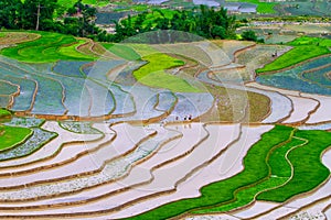 Rice Field