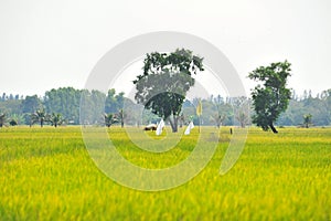 Rice field
