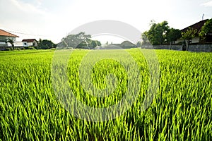 Rice field