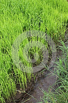 Rice Field