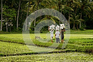 Rice field