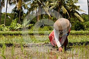 Rice field