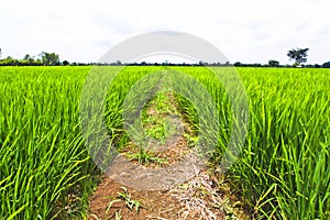 Rice field