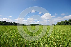 Rice field