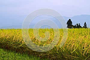 Rice field.