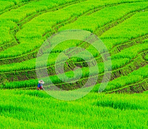 Rice field