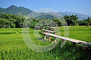 Rice field