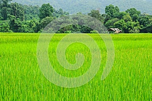 Rice field