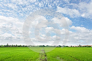 Rice field