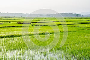 Rice field