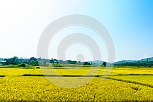 Rice field