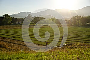 rice field