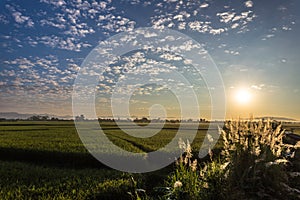 Rice field