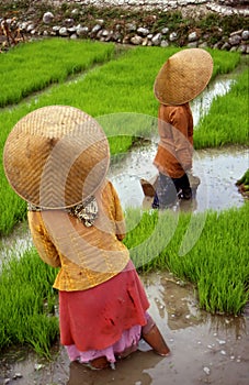 Rice-field