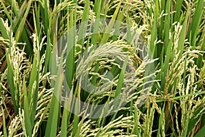 Rice field