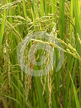 Rice field