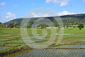 Rice field