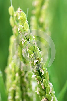 Rice field