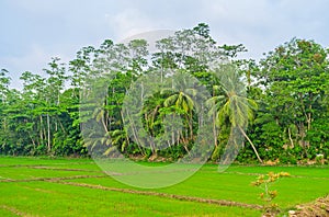 On the rice field