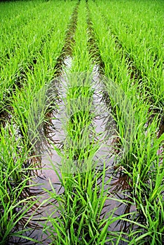 Rice field