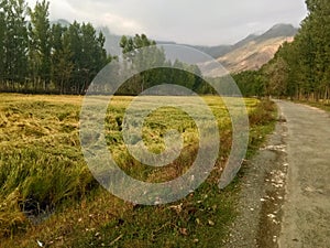 Rice field