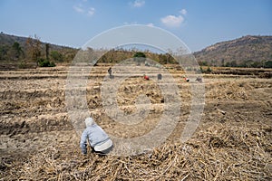 Rice field affected by the continuous high temperature and drought rare, crop failure in Gia Lai, Central Highlands of Vietnam