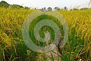 Rice field agriculture grain food yield season