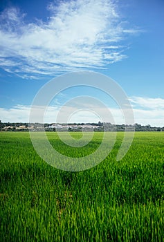 Rice field in the area AlcÃ¡cer do Sal - Portugal photo