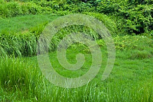 Rice Field Area Overgrown With Grass And Wild Plants Lacking Irrigation Water