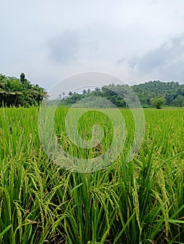 The rice field area stretches as far as the eye can see