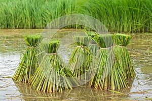 Rice field, Asia paddy field