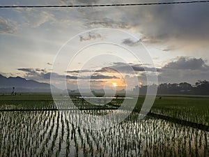 rice field atmosphere in the morning