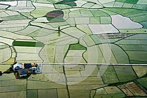 Rice field in Bac Son valley in Vietnam photo