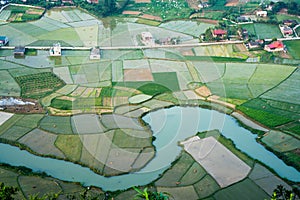 Rice field in Bac Son valley in Vietnam