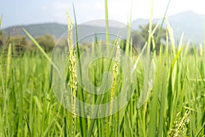 Rice Field Background, Green Background.